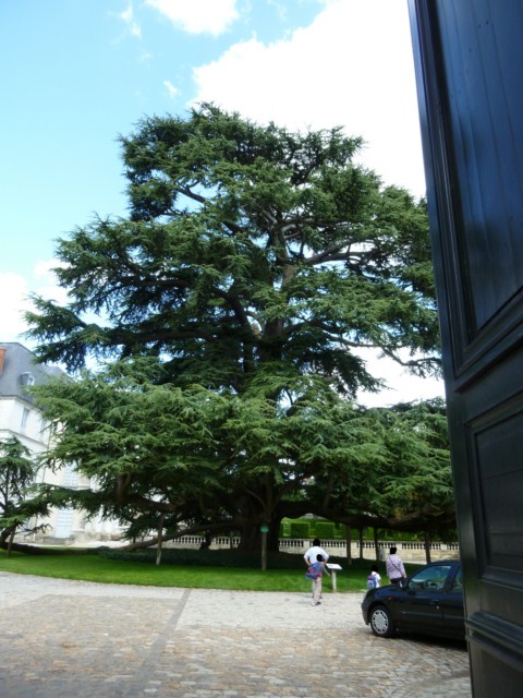 cdre